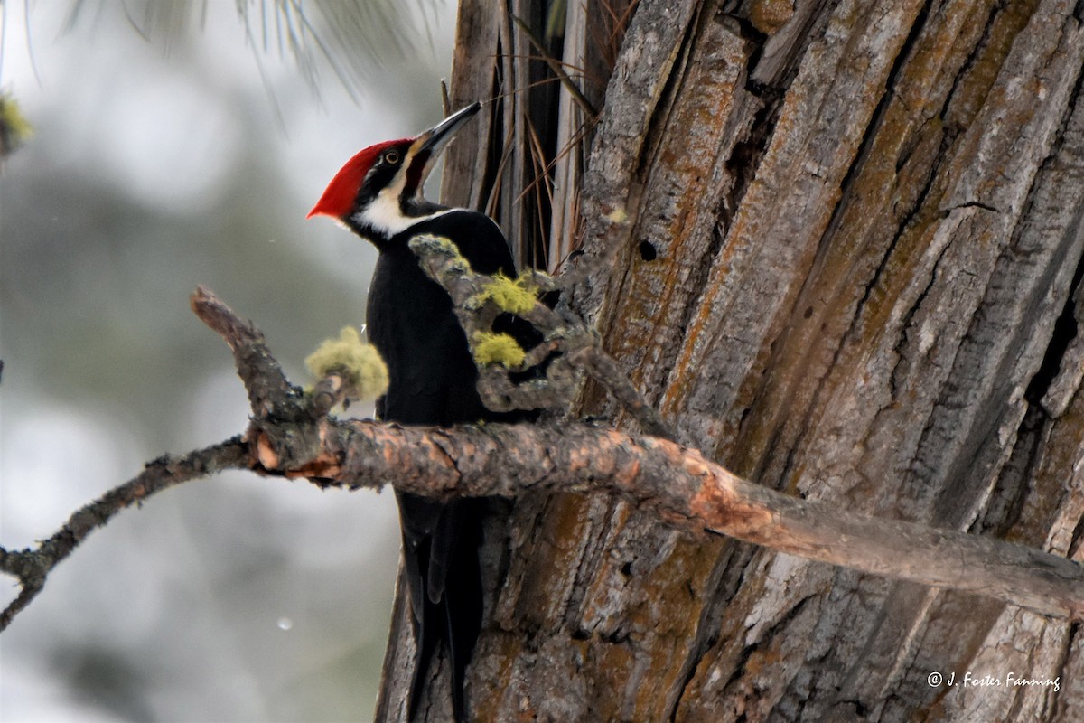 Pileated Woodpecker - Foster Fanning