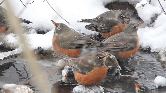 American Robin - ML307999651