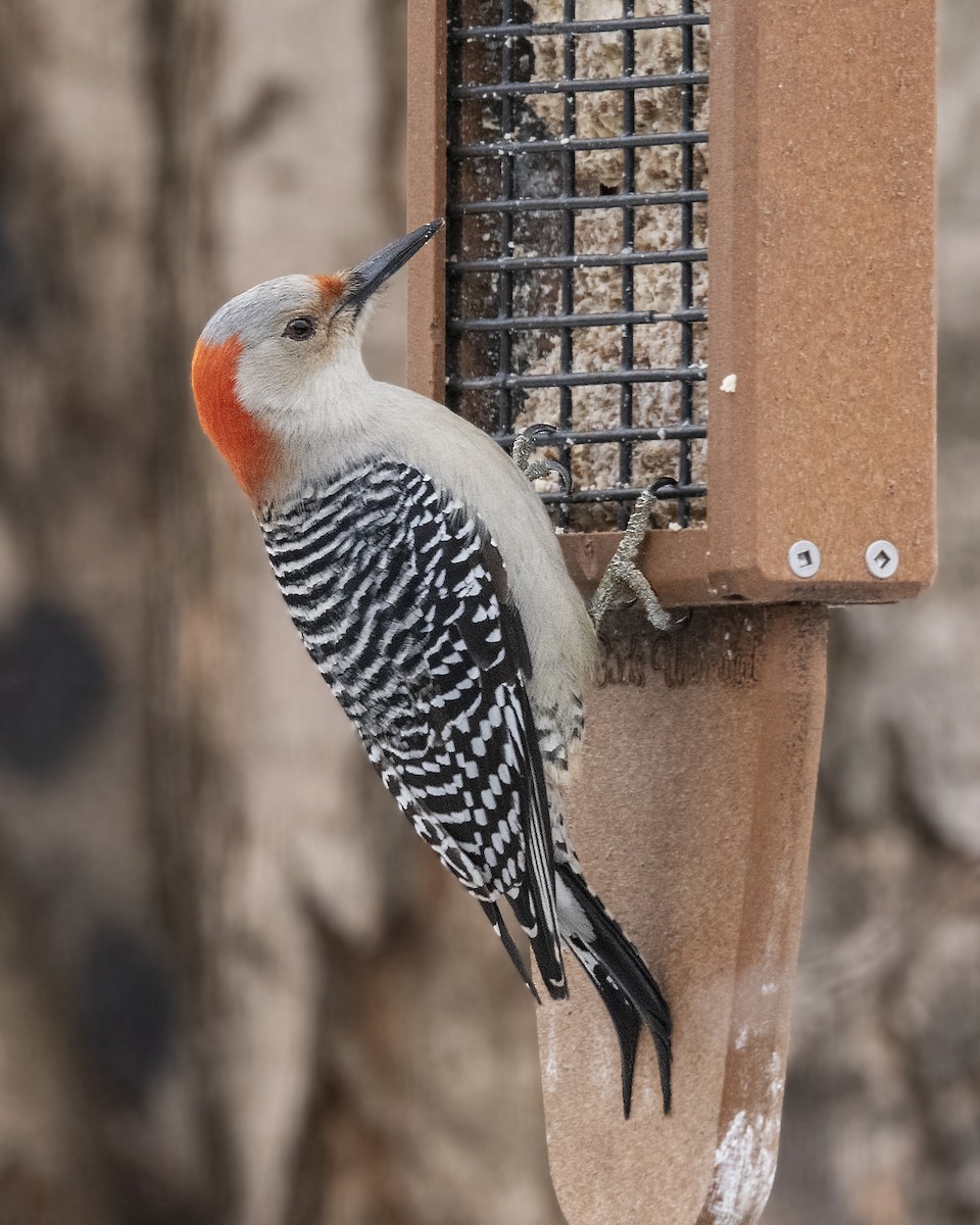 Red-bellied Woodpecker - Warren Lynn