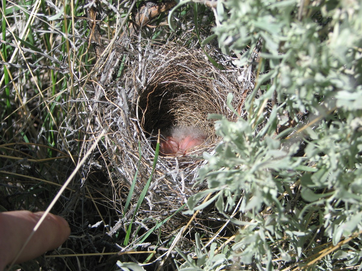 Brewer's Sparrow - Matthew Halley