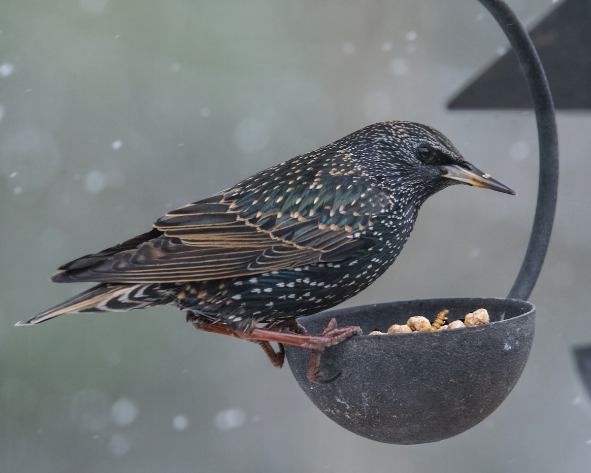 European Starling - Warren Lynn