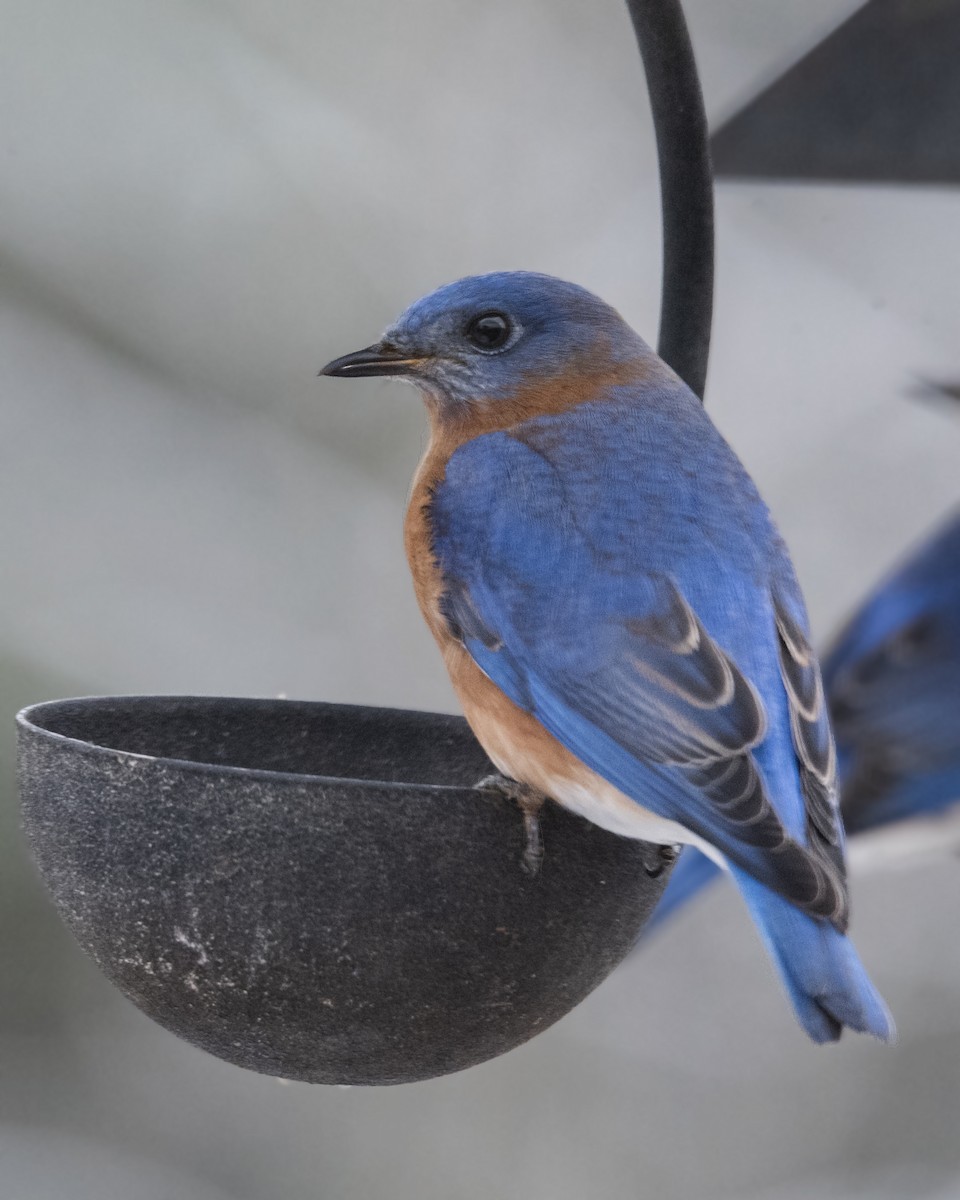 Eastern Bluebird - ML308001351