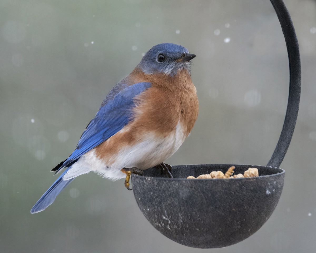 Eastern Bluebird - ML308001541