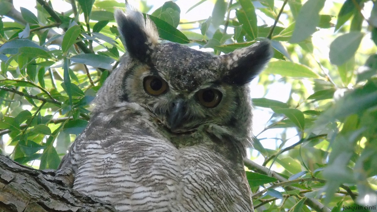 Great/Lesser Horned Owl - ML308003151