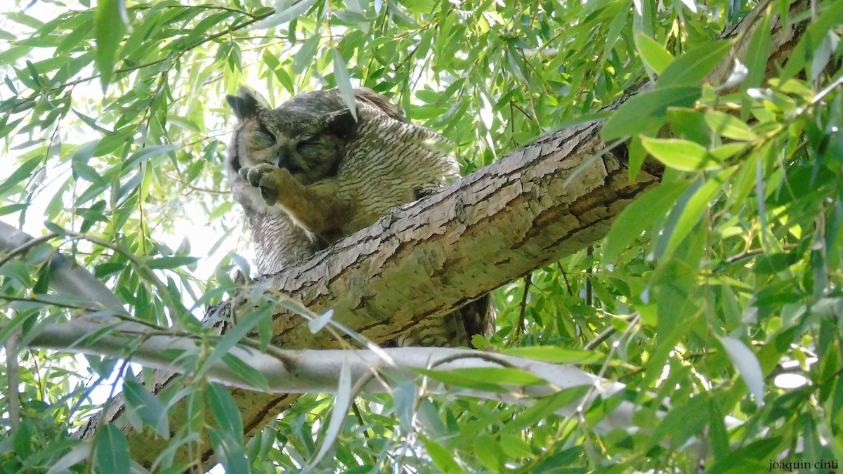 Great/Lesser Horned Owl - ML308003251