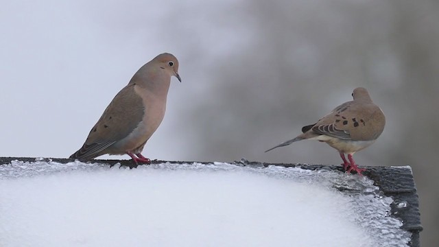 Mourning Dove - ML308003451