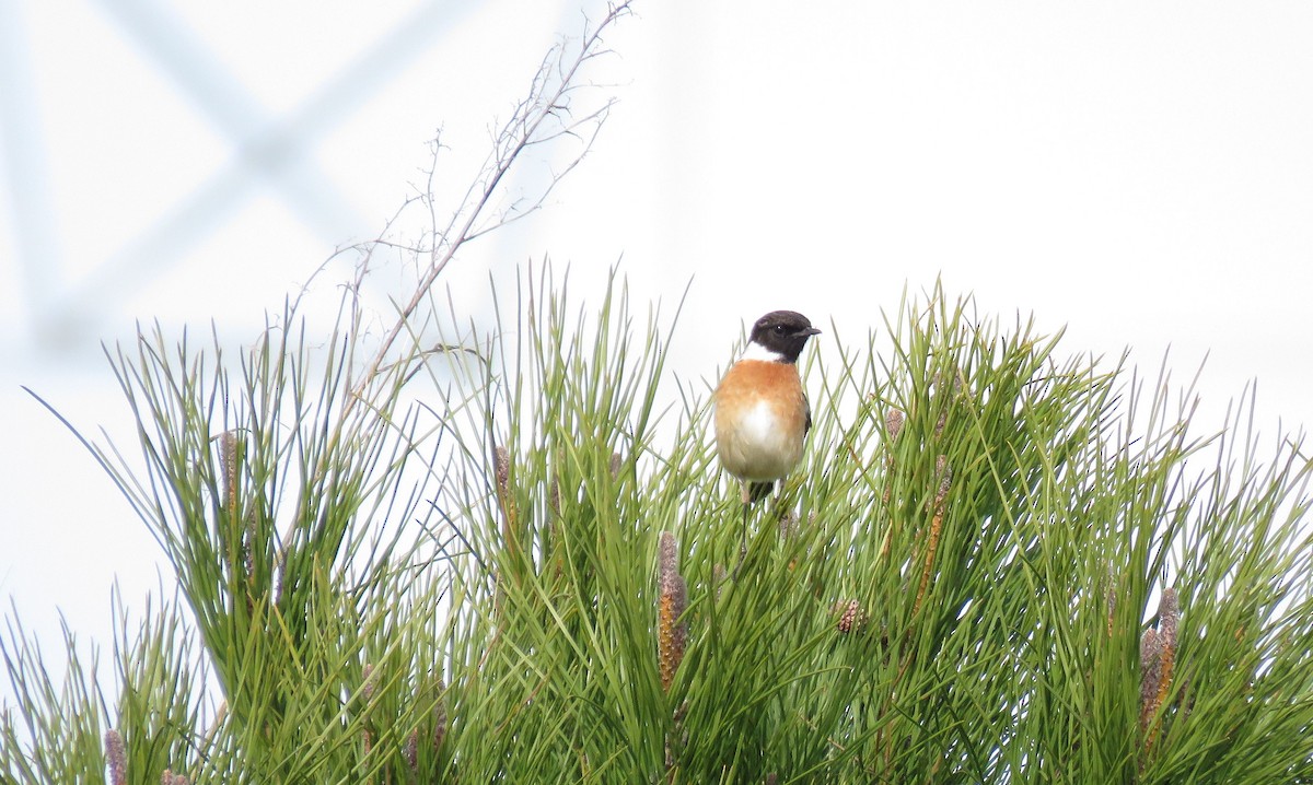 European Stonechat - ML308004661