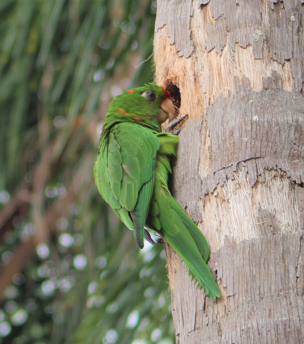 Scarlet-fronted Parakeet - T L P L