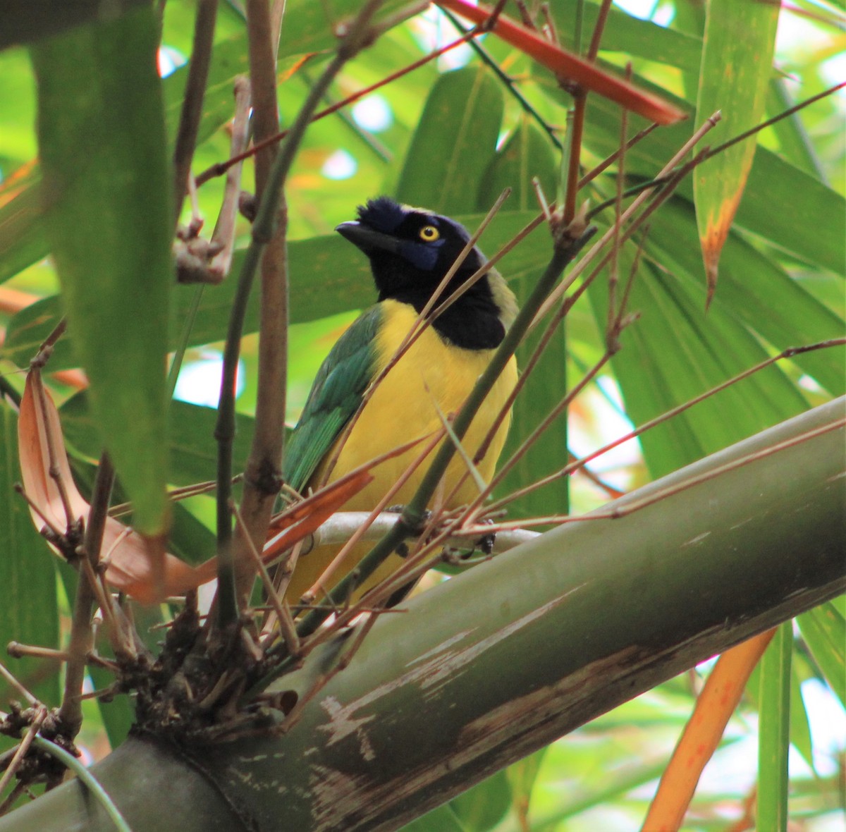 Green Jay - ML308005951