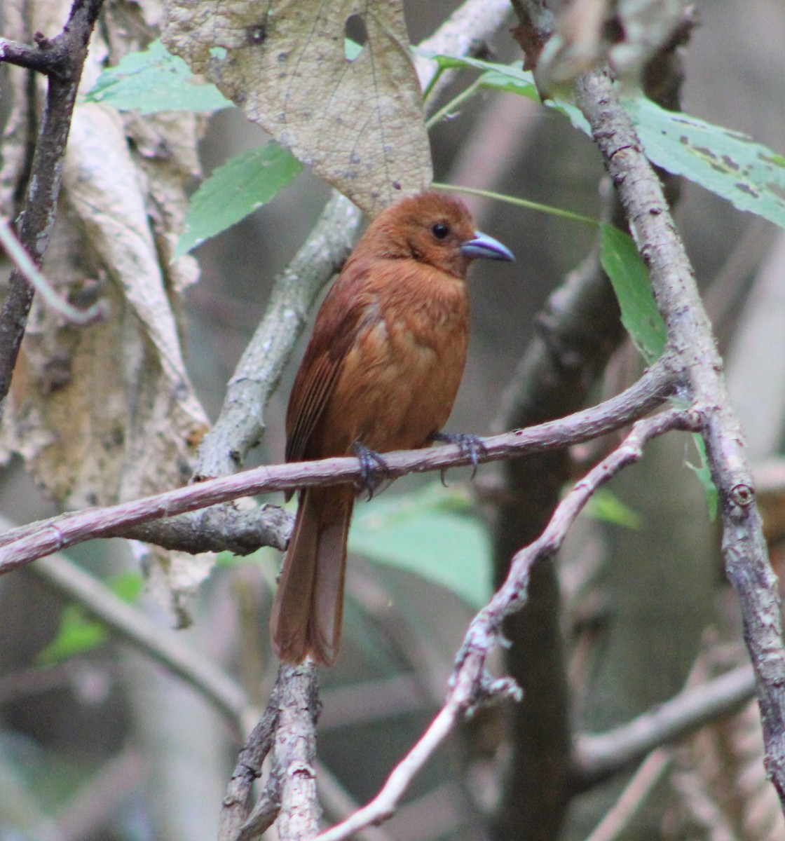 White-lined Tanager - ML308006121