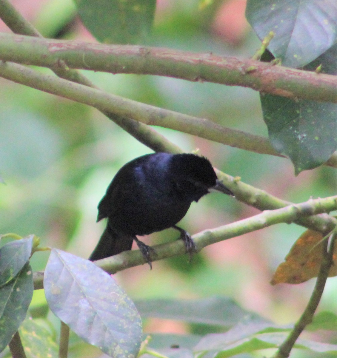 White-lined Tanager - ML308006271