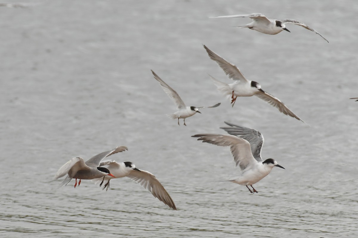White-cheeked Tern - ML308006311