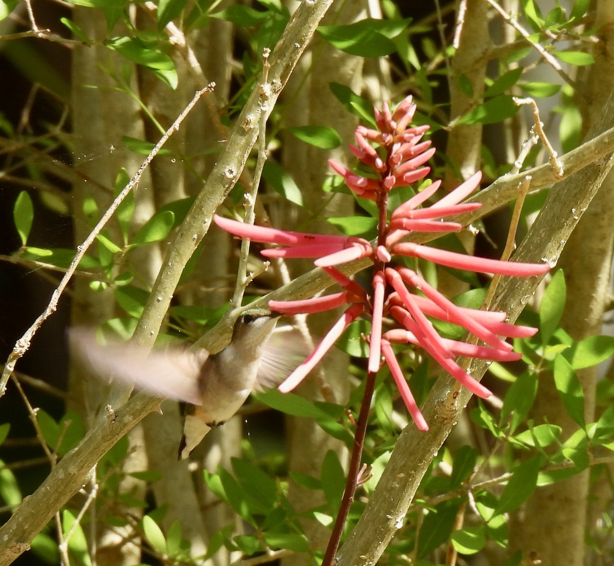 Ruby-throated Hummingbird - ML308006461