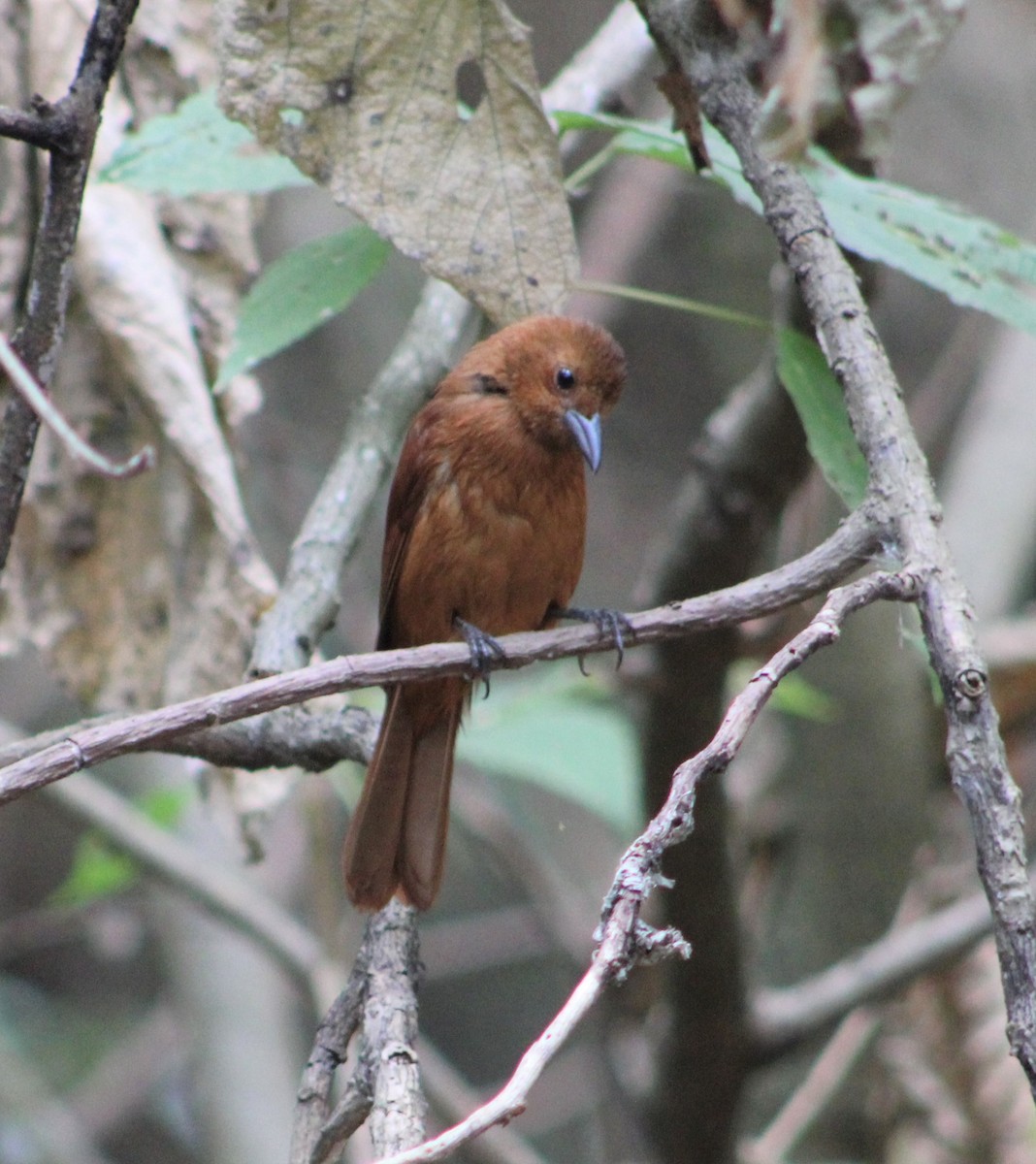 White-lined Tanager - ML308006531