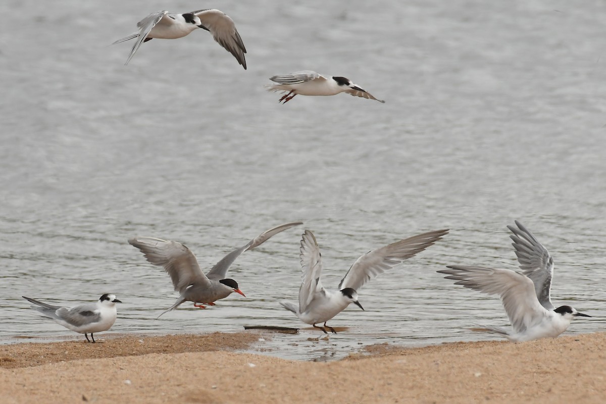 White-cheeked Tern - ML308006861