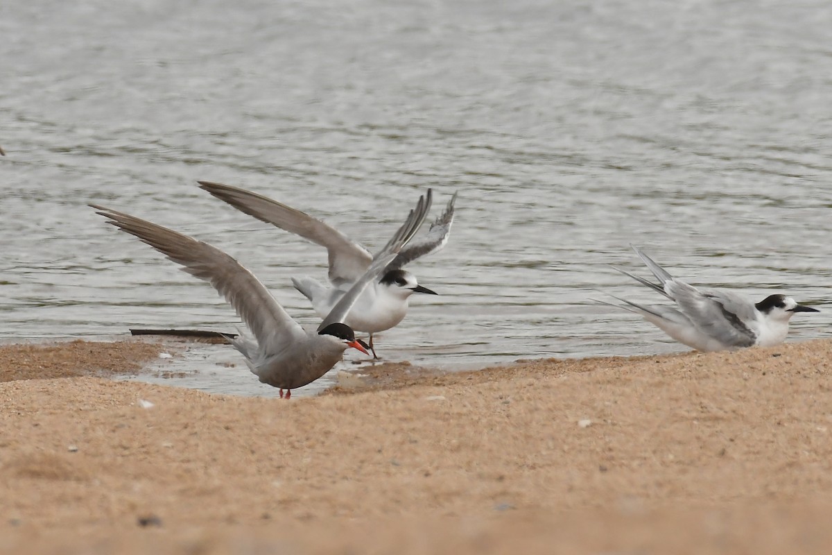 White-cheeked Tern - ML308006931