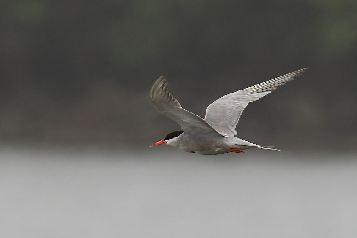 White-cheeked Tern - ML308007061