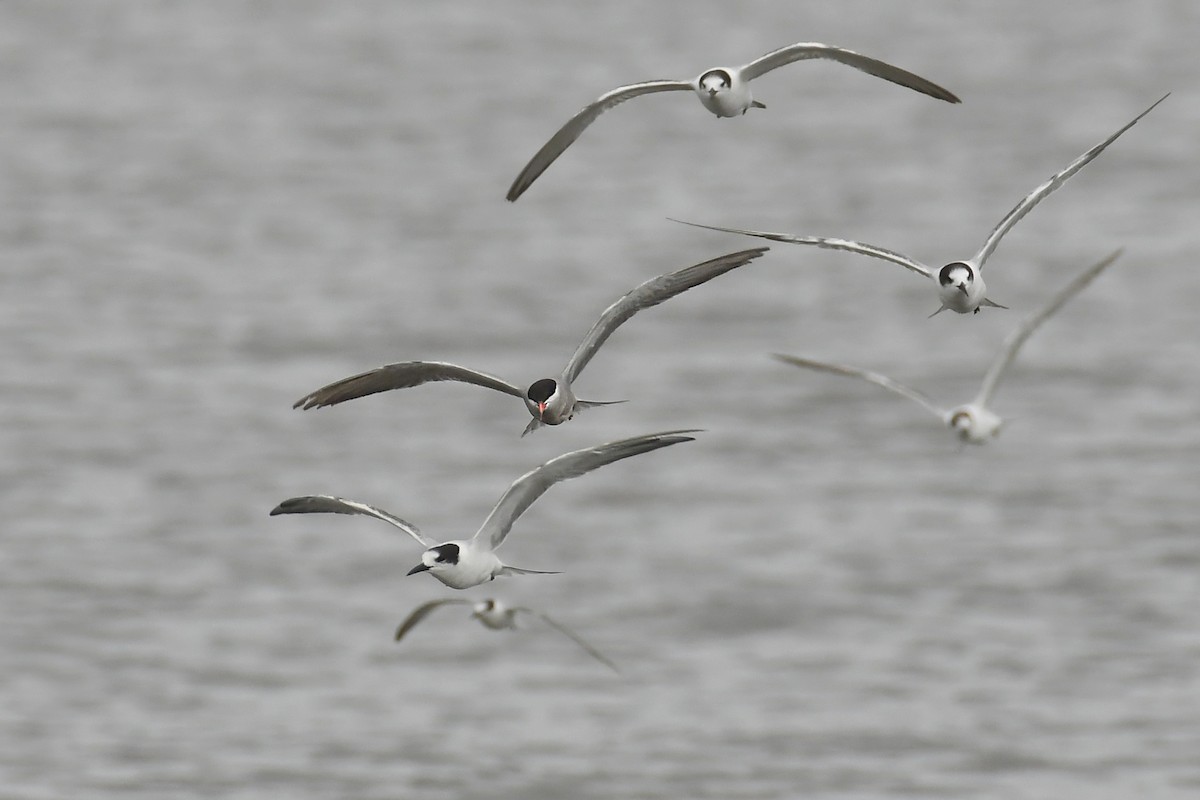 White-cheeked Tern - ML308007341