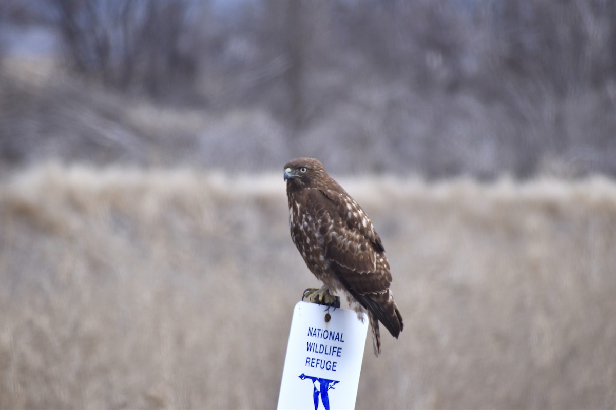 Red-tailed Hawk (calurus/alascensis) - ML308007561