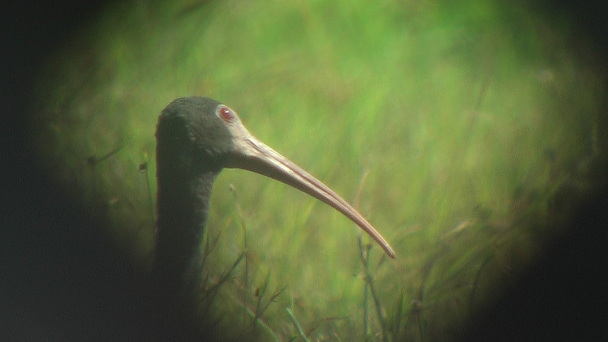 Bare-faced Ibis - Matthew Halley