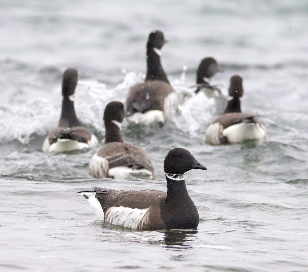 Bernache cravant (nigricans) - ML308011581