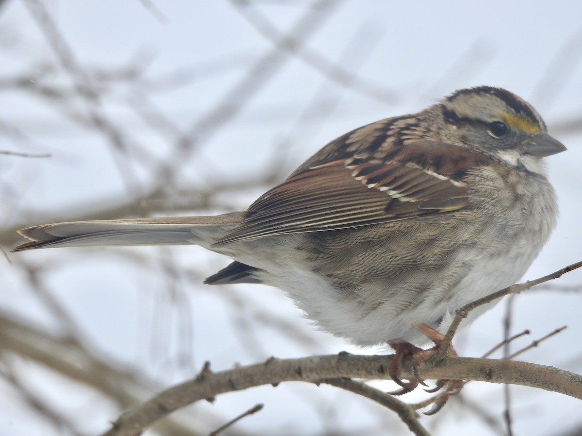 White-throated Sparrow - ML308011621