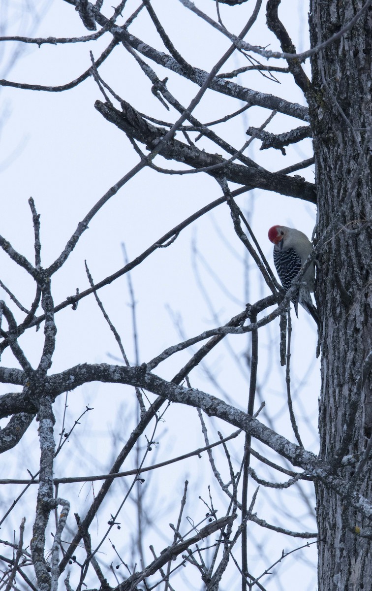 Red-bellied Woodpecker - ML308013401