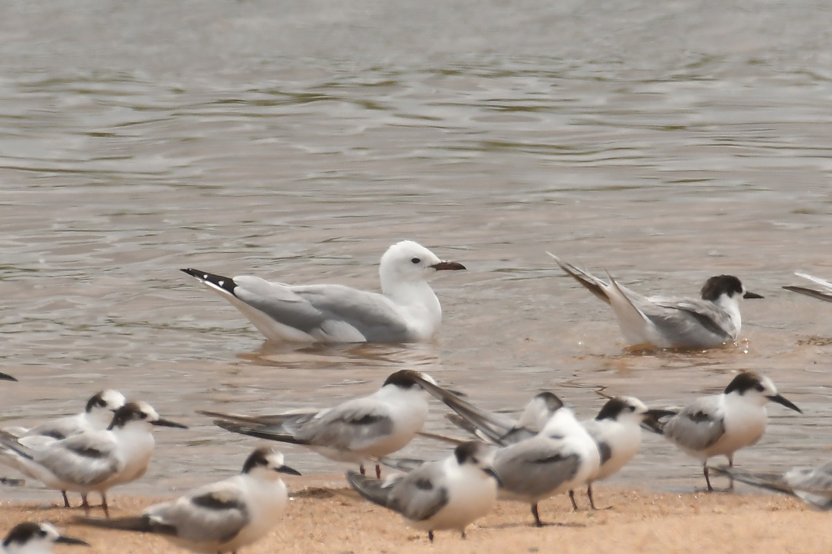 Hartlaub's Gull - ML308013531