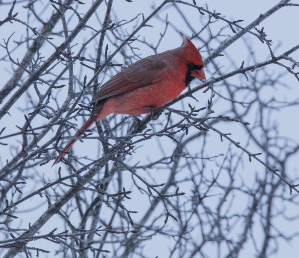 Cardinal rouge - ML308013811