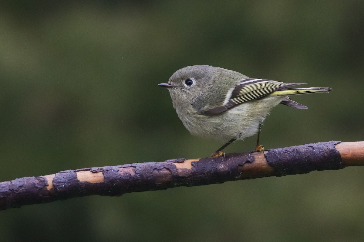 Ruby-crowned Kinglet - ML308014701