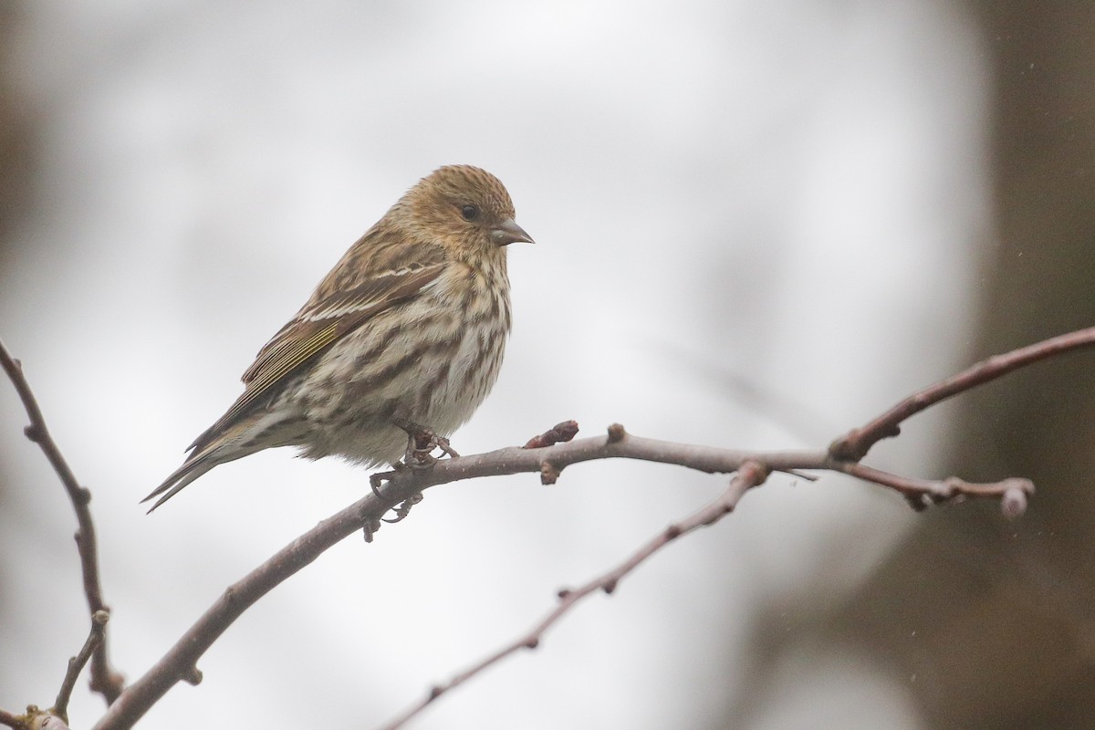 Pine Siskin - ML308014901