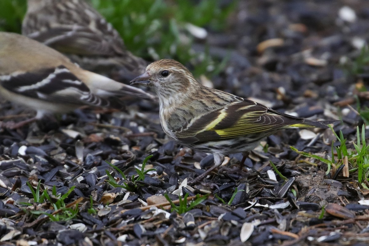 Pine Siskin - ML308014971