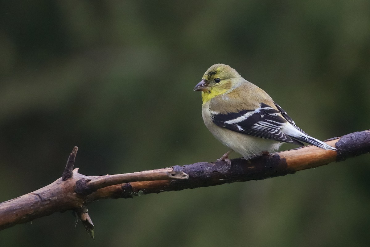 American Goldfinch - ML308015391