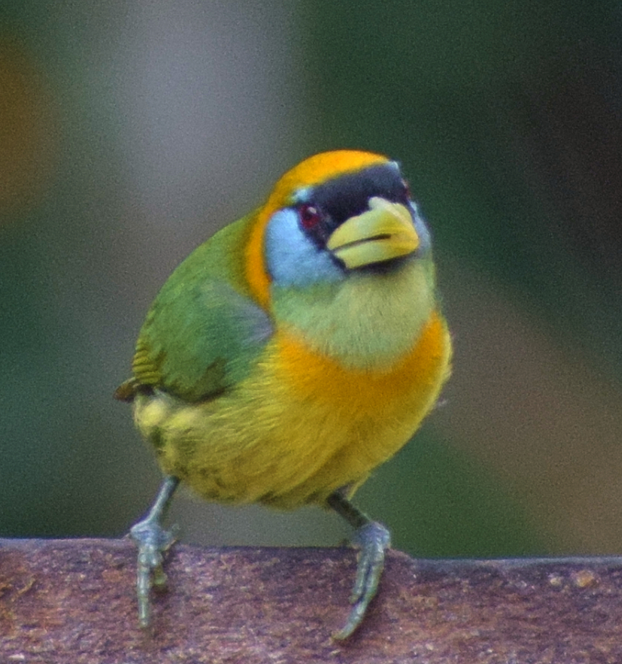 Red-headed Barbet - ML308016621