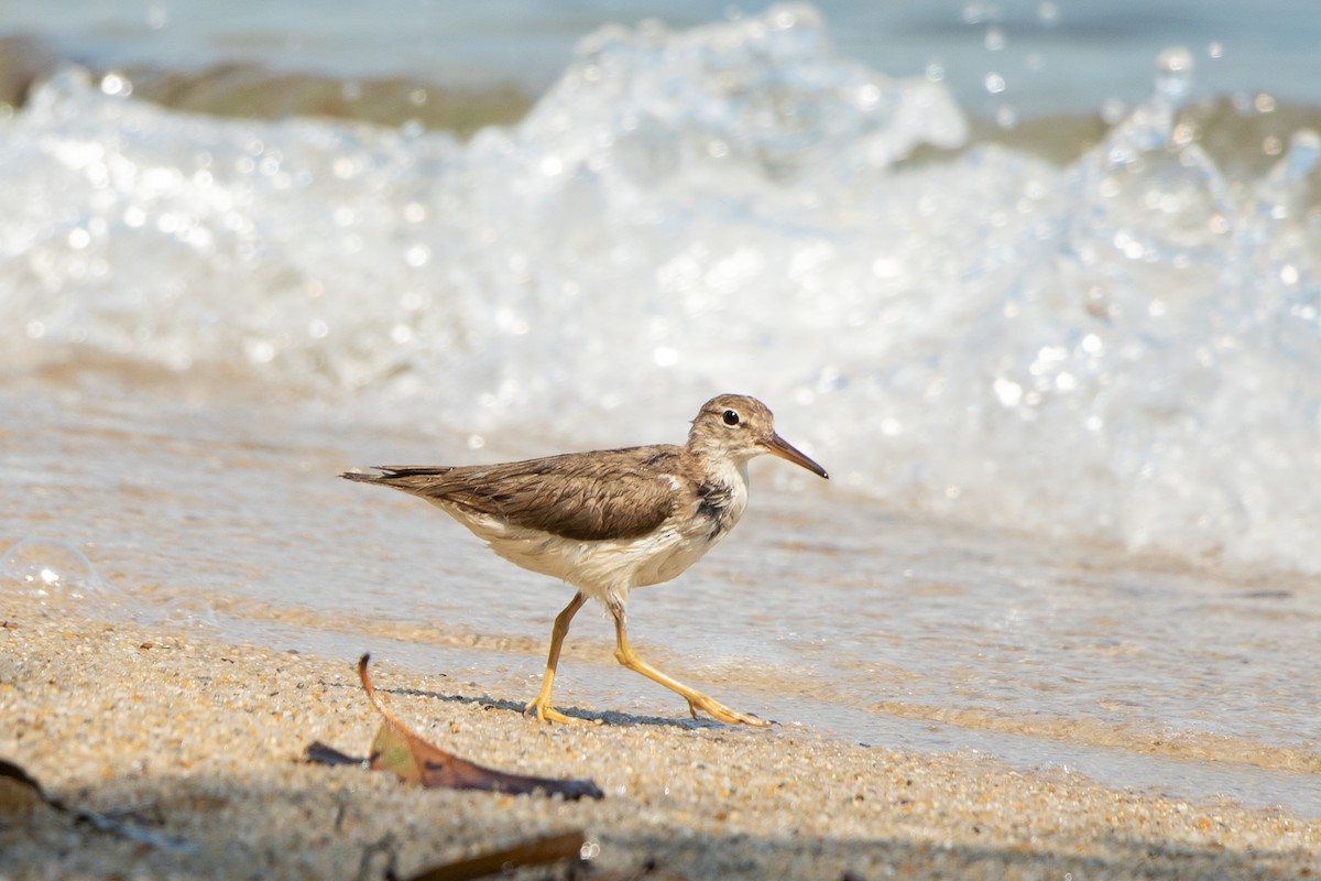 Spotted Sandpiper - Eli  Jahsua Miller