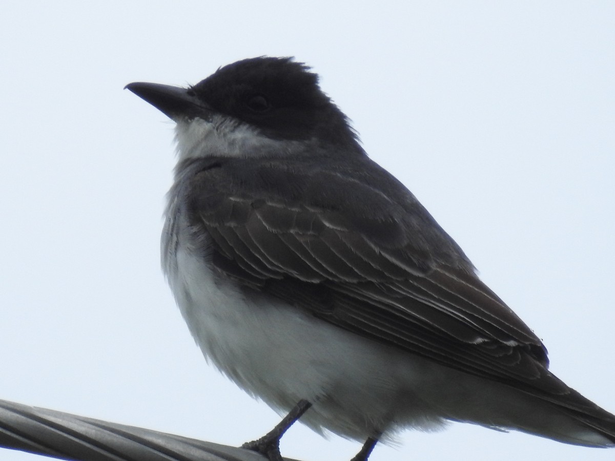 Eastern Kingbird - Jenifer Paquet