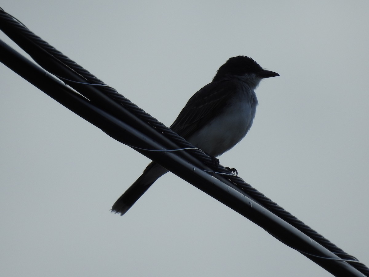 Eastern Kingbird - ML308016841