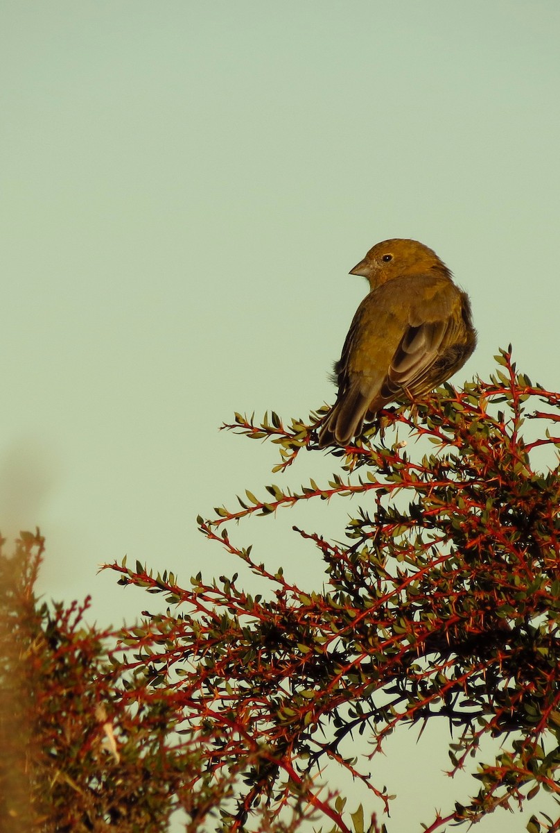 Patagonian Yellow-Finch - ML308016941