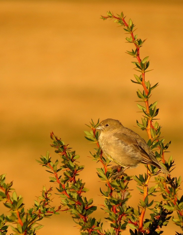 Patagonian Yellow-Finch - ML308017441