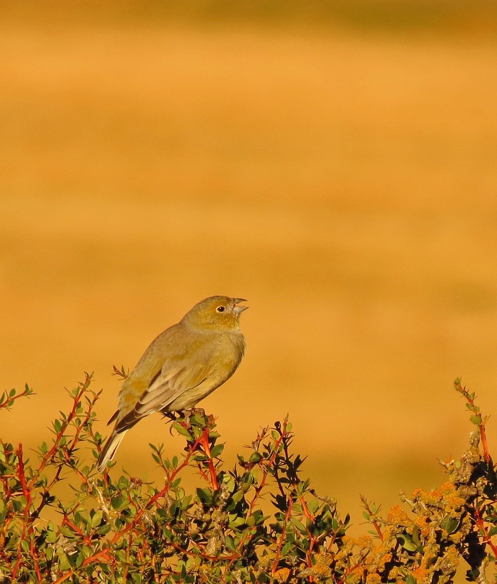 Patagonian Yellow-Finch - ML308017471