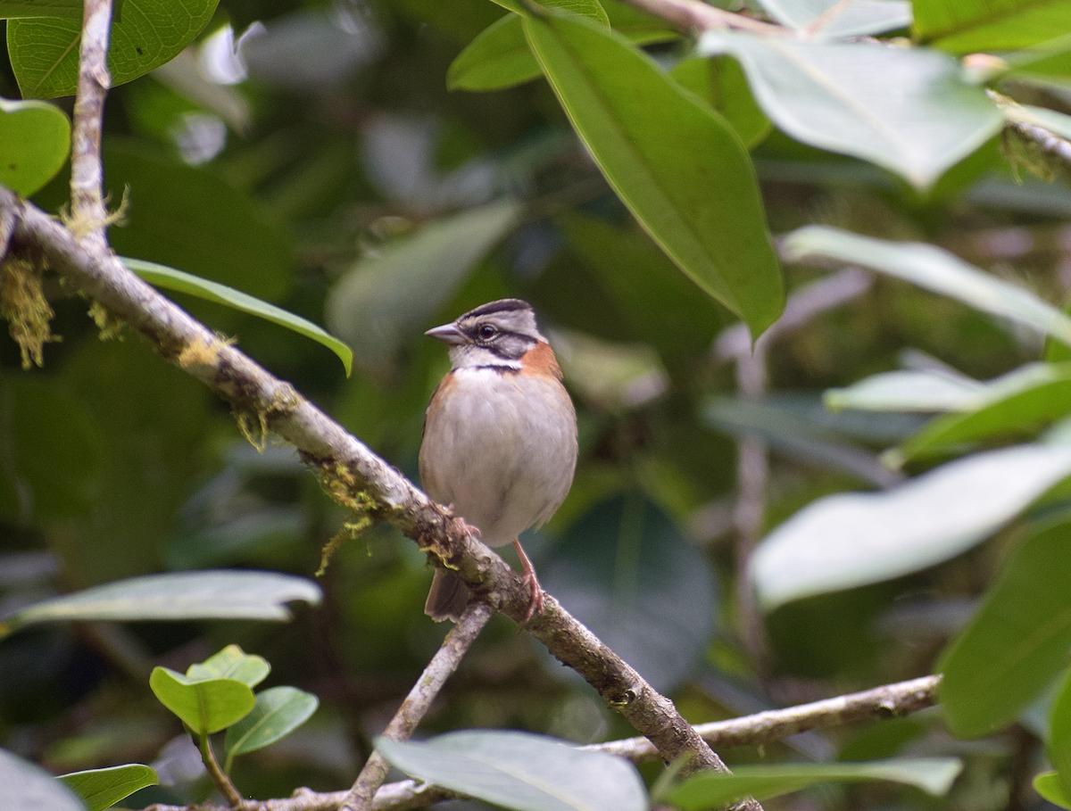 Rufous-collared Sparrow - Andres Felipe Borrero Gonzalez