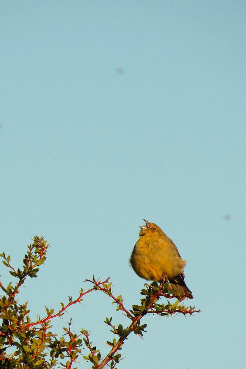 Patagonian Yellow-Finch - ML308017681