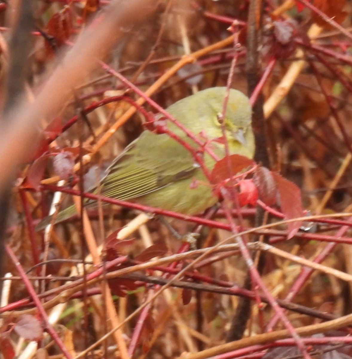 Orange-crowned Warbler - ML308022851