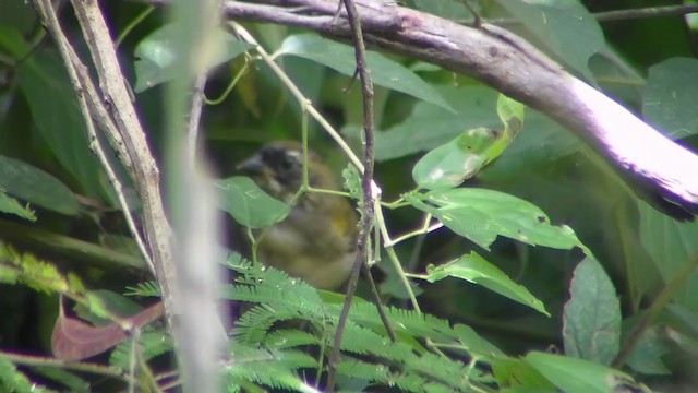 Saffron-billed Sparrow - ML308023241