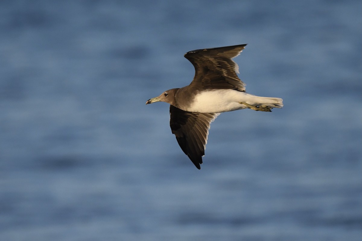 Gaviota Cejiblanca - ML308023531