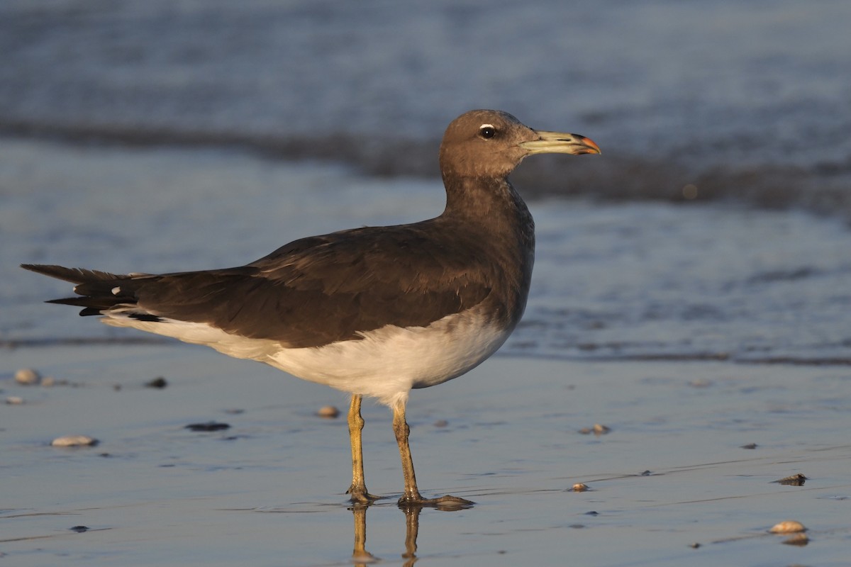 Gaviota Cejiblanca - ML308023541