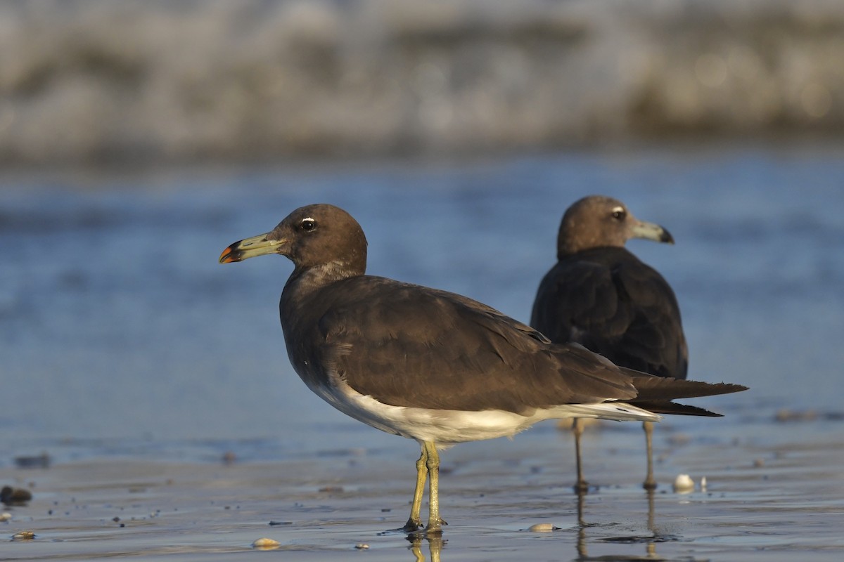 Gaviota Cejiblanca - ML308023591