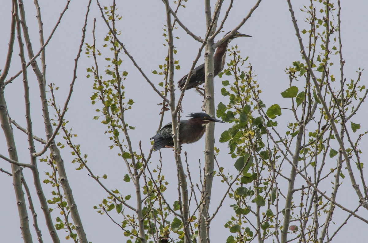 Green Heron - Gale VerHague