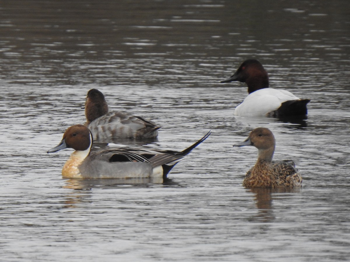 Northern Pintail - mark zdeblick