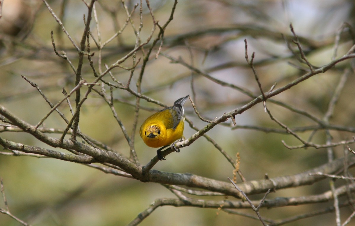 Prothonotary Warbler - ML308024581